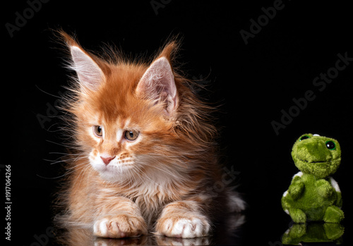 Beautiful cute maine coon kitten on black background in studio, isolated.
