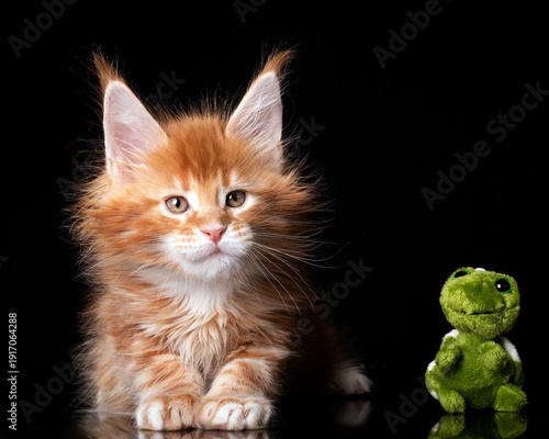 Beautiful cute maine coon kitten on black background in studio, isolated.