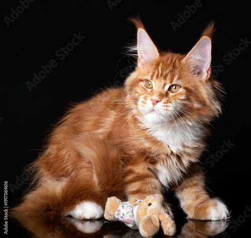Beautiful cute maine coon kitten on black background in studio, isolated.