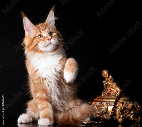 Beautiful cute maine coon kitten on black background in studio, isolated.