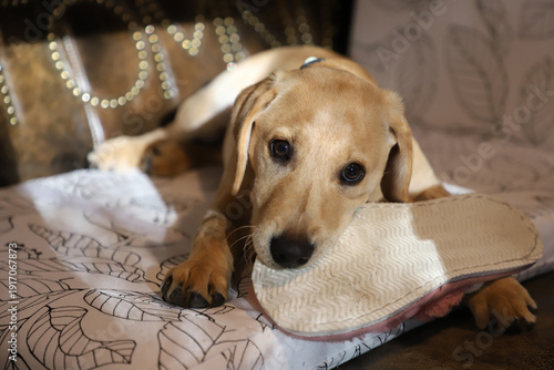 A naughty puppy has stolen a slipper and is chewing it