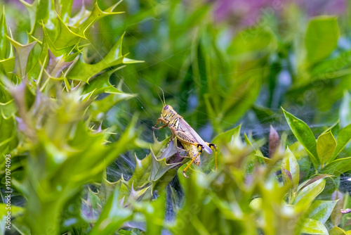 Grasshoppers (Melanoplus spp.)  in a spider web, in the background a Grass Spider (Agelenopsis) approaching its prey, which is too big for it.