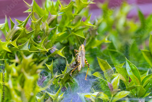 Grasshoppers (Melanoplus spp.)  in a spider web, in the background a Grass Spider (Agelenopsis) approaching its prey, which is too big for it.