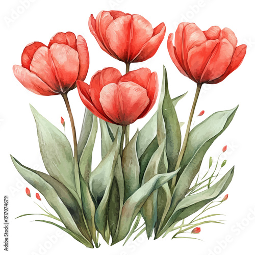 Blooming Tulips, clipart vector in watercolor style with flowing brushwork, isolated on a white background.