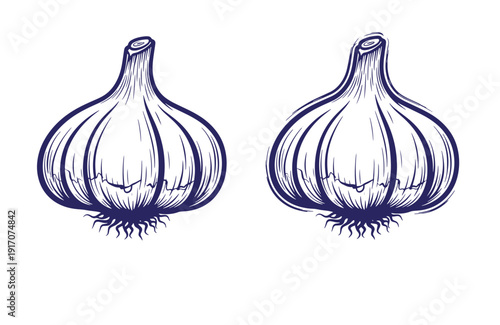 Grunge texture two garlic bulbs with roots on white background for cooking and recipe illustrations Vintage Style