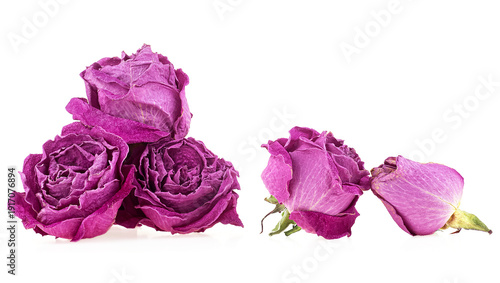 Quadro em tela Faded purple rose buds isolated on a white background