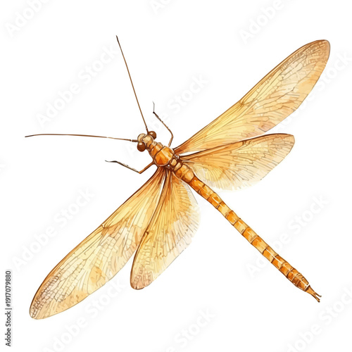 Mayfly, refined watercolor illustration with luminous tones and soft layered brushwork, isolated on a white background.