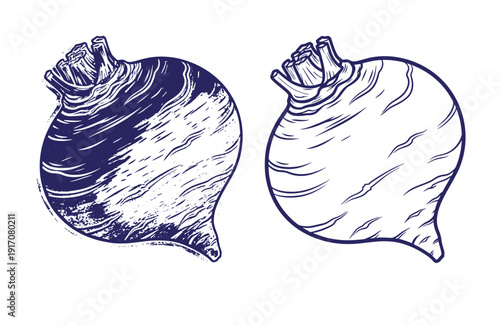 Grunge texture Two turnips illustrated in a vintage style with detailed textures and shading on a white background Vintage Style