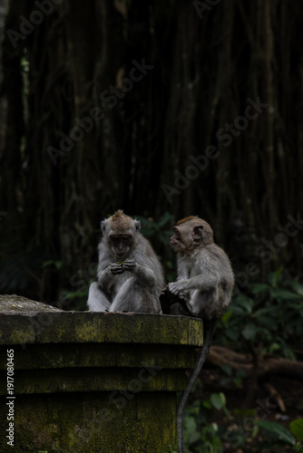 Im Affenwald bei Ubud, Bali