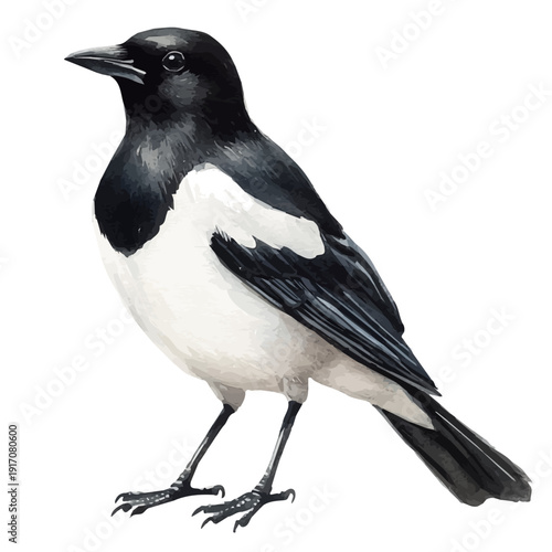 Magpie, refined watercolor illustration with luminous tones and soft layered brushwork, isolated on a white background.