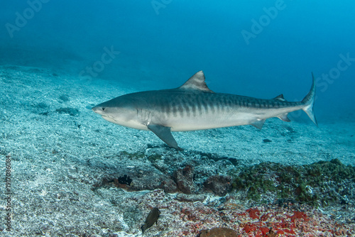Tiger shark, French Polynesia
