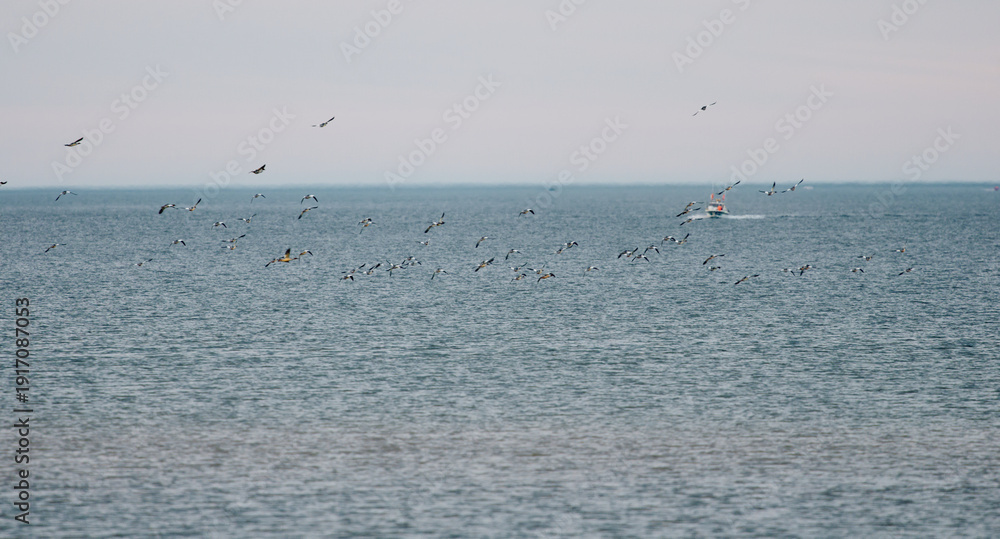 Obraz premium A flock of ducks flies over the water near the coast of the Barents Sea at cloudy weather, the rocky shore with colourful arctic carpet of moss, yagel, Tundra at autumn