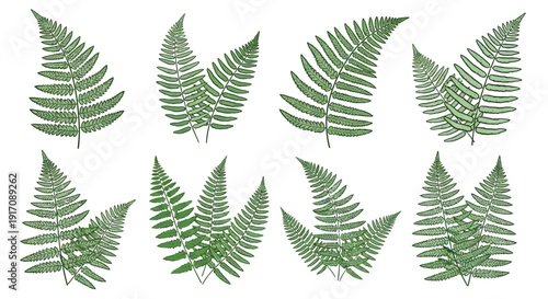 Tropical green fern leaf collection. Includes various leaf shapes and sizes. Created in vector style with green palette.