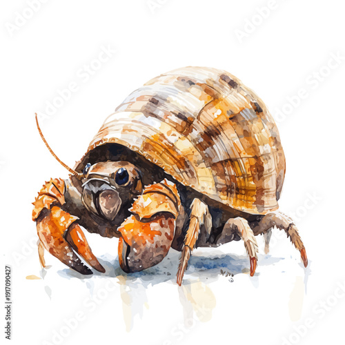 Hermit Crab, illustration watercolor with dynamic strokes and balanced color harmony, isolated on a white background.