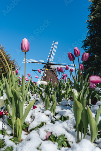 ふなばしアンデルセン公園 風車とアイスチューリップの雪景色