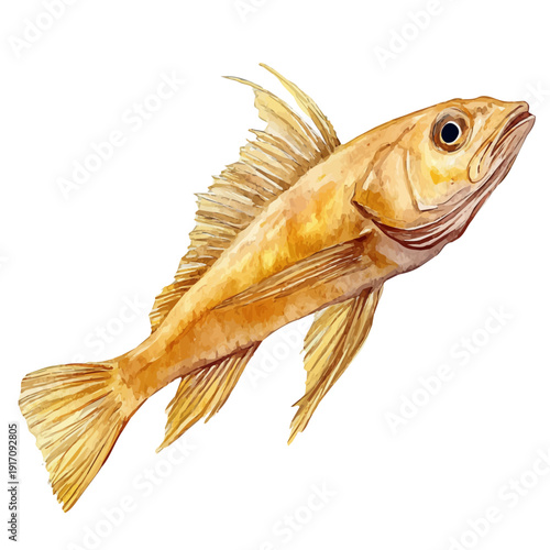 Goby Fish, refined watercolor illustration with luminous tones and soft layered brushwork, isolated on a white background.