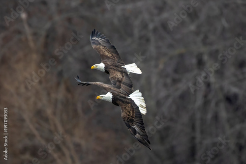 Konstfotografi eagle pair in unison flight