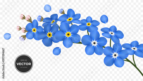Vibrant blue forget-me-not flowers with delicate pink buds on a transparent background.