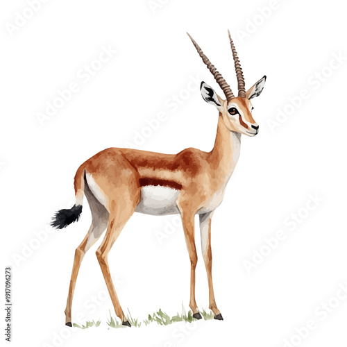 Gazelle, watercolor with intricate brush textures and gentle highlights, isolated on a white background.