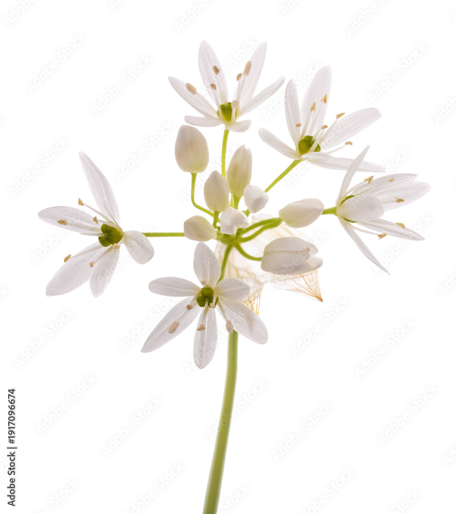 Fototapeta premium Wild garlic flowers