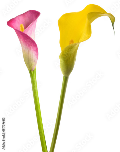 Pink and yellow calla flowers