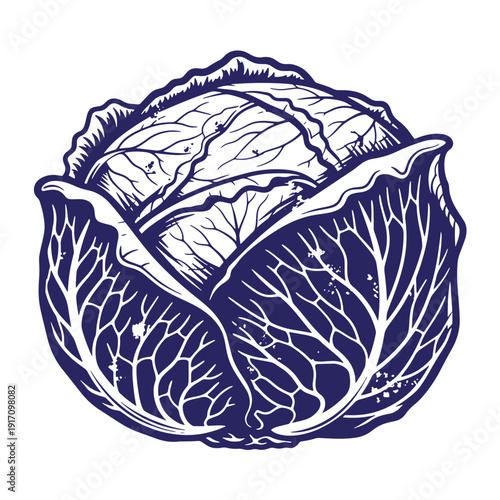 Grunge texture A large head of cabbage with detailed leaves and veins in a blue and white illustration  a popular vegetable for salads and cooking Vintage Style
