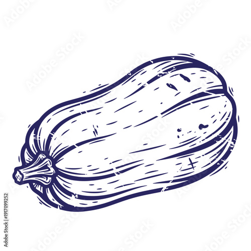 Grunge texture Drawing of a large zucchini with stem on white background  healthy food and vegetable concept Vintage Style