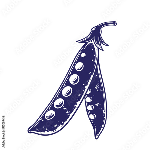 Grunge texture Drawing of two blue peas in a pod on white background  illustration of a vegetable Vintage Style