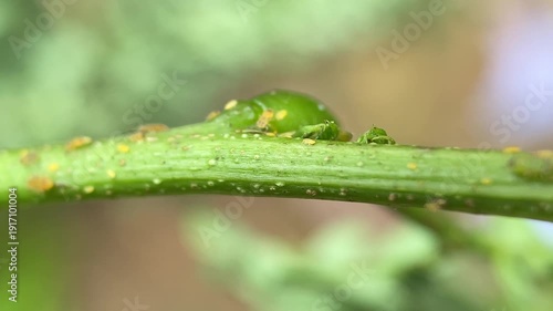 Leucaena Psyllid (Heteropsylla cubana) Moving Actively on Plant Stem