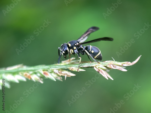 Close up of mason wasps genus Eumenes, wasps perched on grass