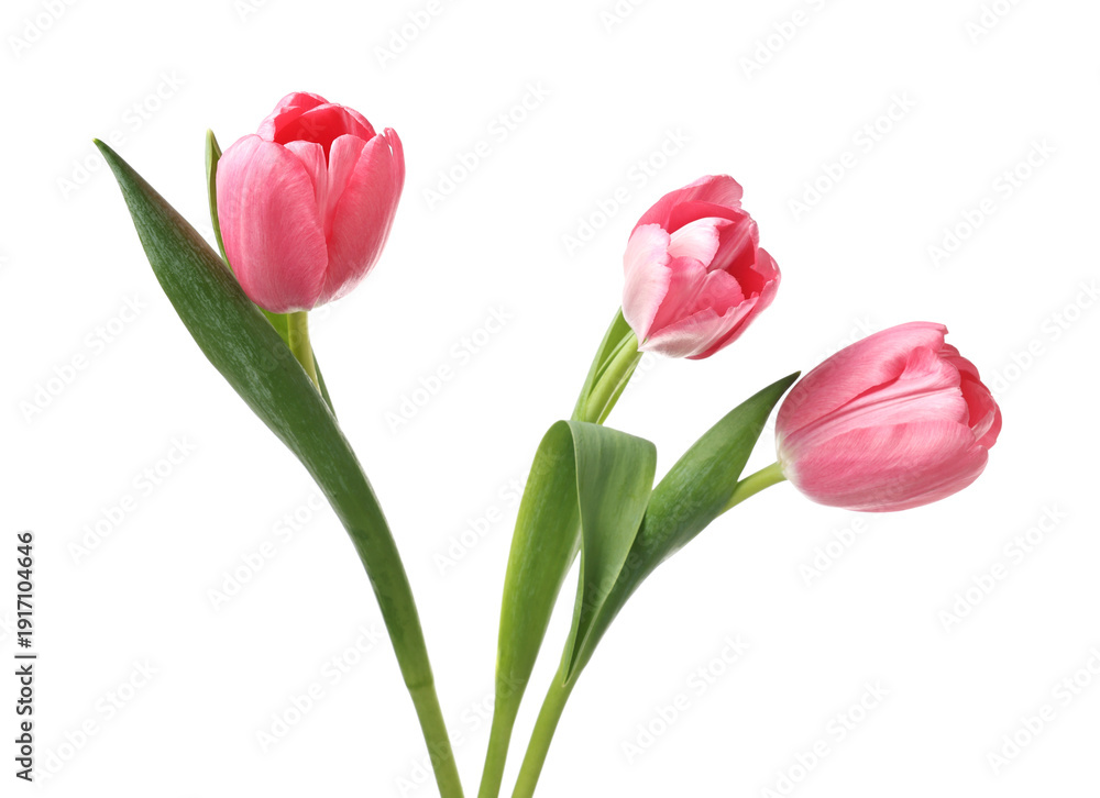 Fototapeta premium Beautiful blooming pink tulips isolated on white