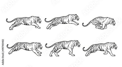 Tiger Motion Sequence: Dynamic Poses of a Majestic Big Cat in Outline