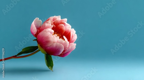 A pink flower is on a blue background. The flower is the main focus of the image. The blue background creates a calm and serene mood
