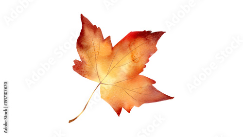 Vibrant Autumn Maple Leaf Isolated on White Background