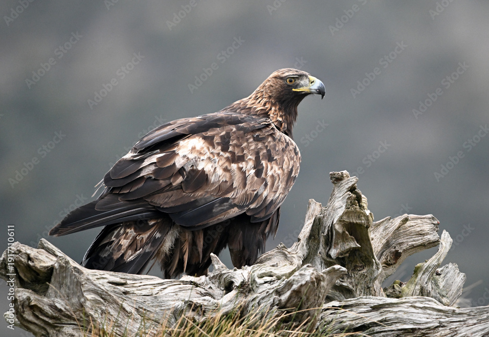 Fototapeta premium a powerful golden eagle in the mountain on spain