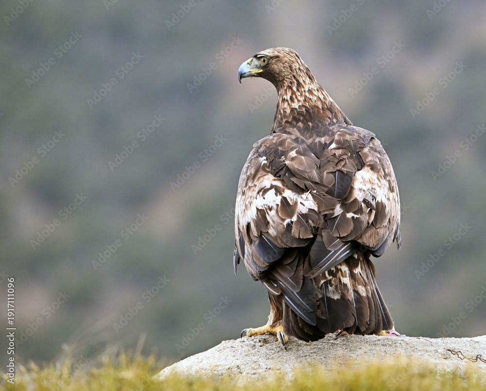 Fototapeta premium a powerful golden eagle in the mountain on spain