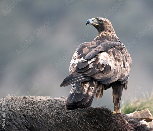 a powerful golden eagle (aquila chrysaetos) in the mountain