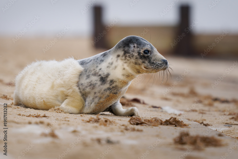 Fototapeta premium Grey seal pup (Halichoerus grypus) resting on sandy beach, England, UK; young marine mammal with spotted head and soft fur, coastal wildlife portrait in natural habitat, conservation species
