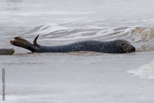 Wallpaper Mural Grey seal (Halichoerus grypus) swimming in coastal surf, head and flippers above water, Atlantic marine mammal in shallow sea, natural behavior, wild pinniped close-up Torontodigital.ca