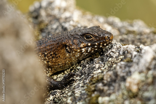Wallpaper Mural Blotched blue-tongued lizard - Tiliqua nigrolutea also known as the southern blue-tongued lizard or blotched blue-tongued skink is a blue-tongued skink endemic to south-eastern Australia Torontodigital.ca