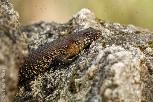 Wallpaper Mural Blotched blue-tongued lizard - Tiliqua nigrolutea also known as the southern blue-tongued lizard or blotched blue-tongued skink is a blue-tongued skink endemic to south-eastern Australia Torontodigital.ca