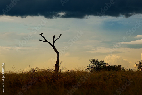 Wallpaper Mural Vulture silhouette perched on dead tree at sunset in Murchison Falls National Park, Uganda, dramatic savanna landscape with golden grass, storm clouds and African wilderness atmosphere Torontodigital.ca