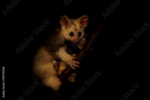 Wallpaper Mural Greater glider (Petauroides volans) climbing tree branch at night, rare Australian arboreal marsupial with large eyes adapted to nocturnal life, iconic endemic wildlife in natural habitat Torontodigital.ca