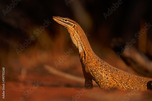Wallpaper Mural Yellow spotted monitor (Varanus panoptes) standing alert in Australian outback, large predatory goanna with patterned scales in red desert habitat, iconic reptile wildlife portrait Torontodigital.ca