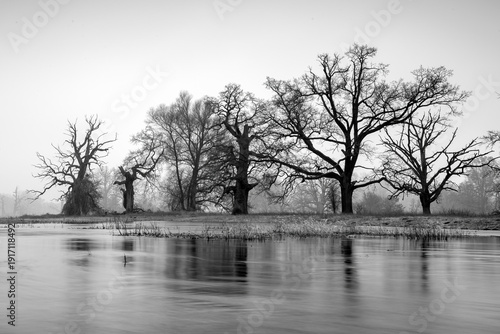 Wallpaper Mural Landscape in the park. Old trees, black and white photography. Torontodigital.ca