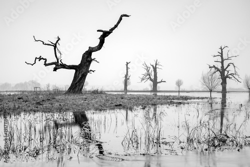 Wallpaper Mural Landscape in the park. Old trees, black and white photography. Torontodigital.ca
