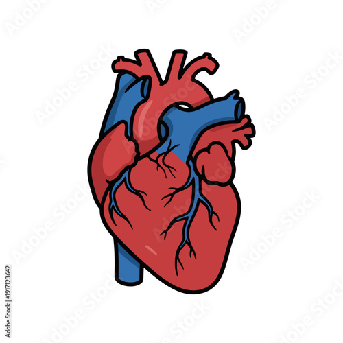 Anatomical human heart organ vector illustration for medical and healthcare education.