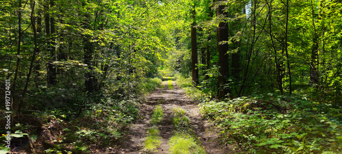 country road in the forest