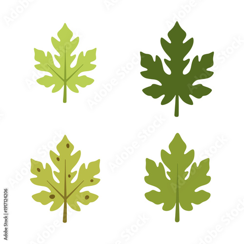 Set of green papaya leaves vector illustration for tropical nature concepts.