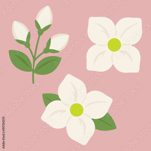 White jasmine flower vector illustration with green leaves on pink background.